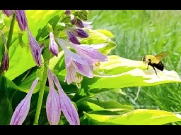 BumbleBee Pollinating Hosta Flowers