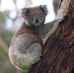 Drop bear - Wikipedia