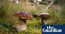 Mushroom pickers urged to avoid foraging books on Amazon that appear to be written by AI