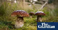 Mushroom pickers urged to avoid foraging books on Amazon that appear to be written by AI