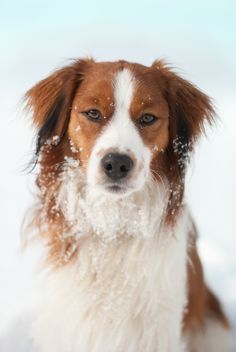 kooikerhondje portrait with snow on neck