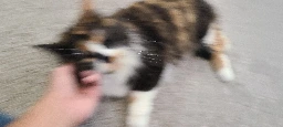 Blurry Picture of a Cat