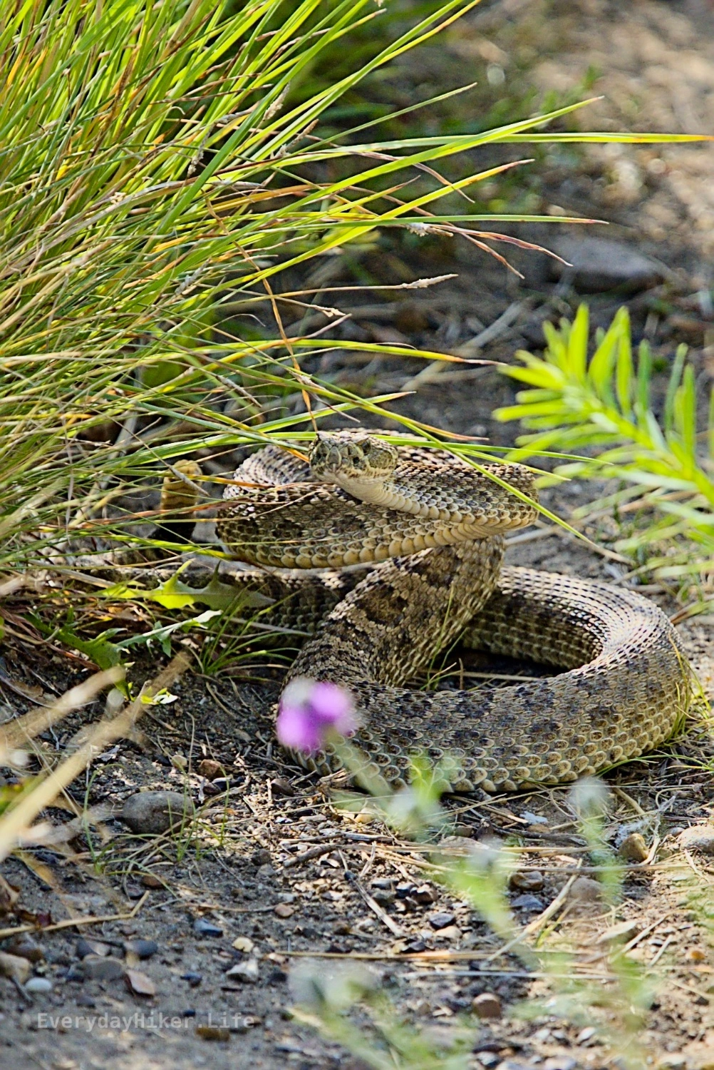 A Prarie Rattlesnake reared up after being spooked while on the trail.