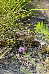 A Prarie Rattlesnake reared up after being spooked while on the trail.