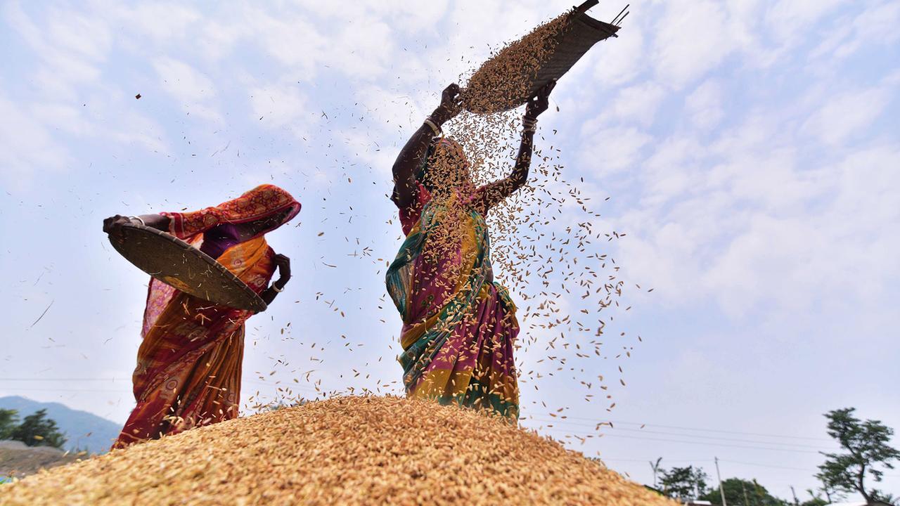 Indien verhängt Exportverbot für weißen Reis