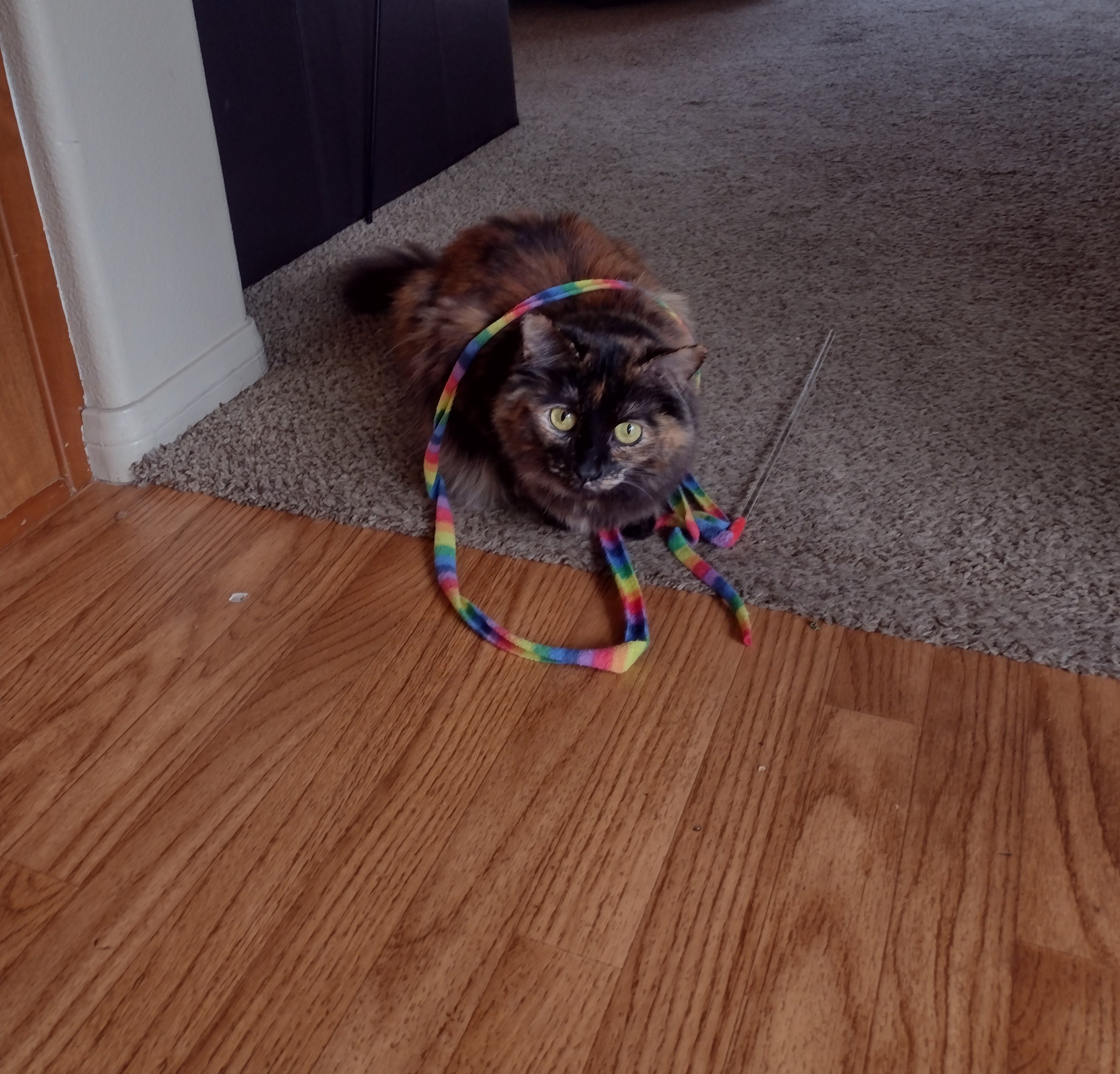 Cinnamon likes to wear the toys