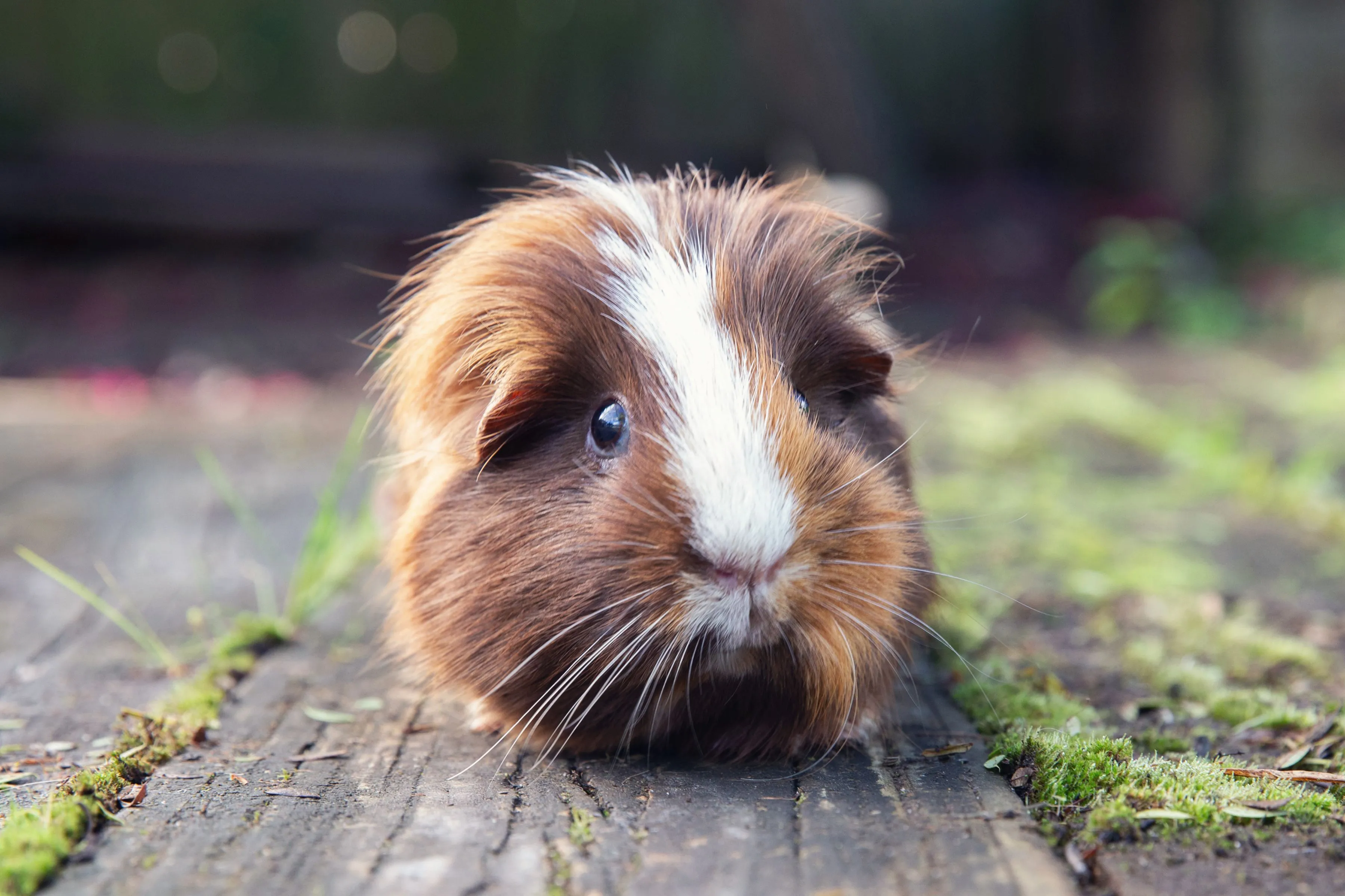 13 Things to Know Before Getting a Guinea Pig