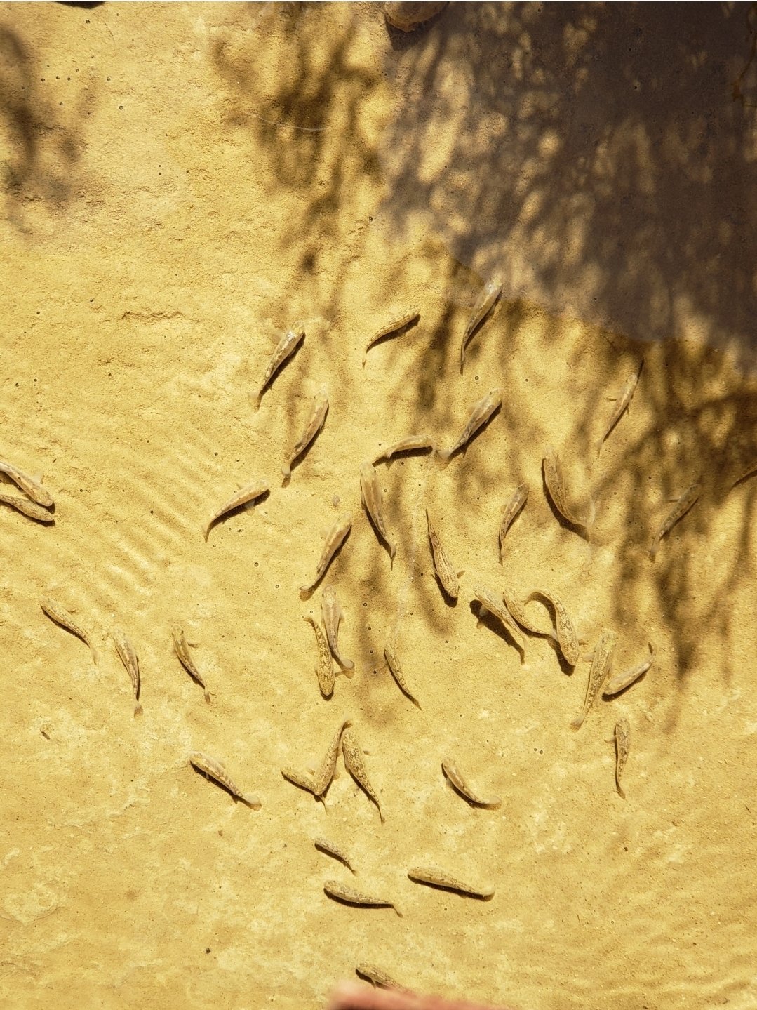 A bunch of little fish swimming in the shallow Salt Creek, that is only a few inches deep max