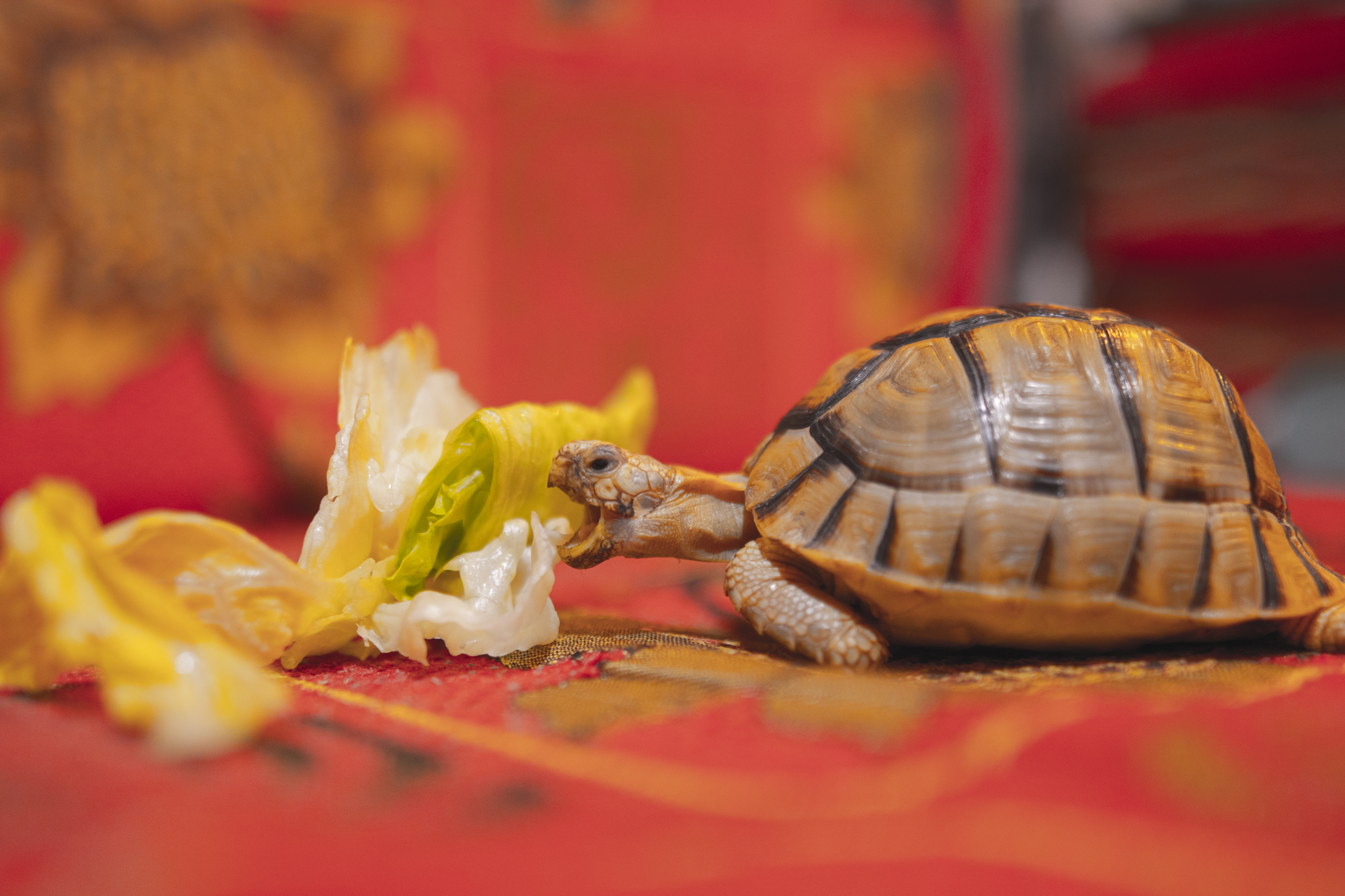 tiny tortoise eating cafeteria lettuce 