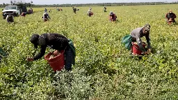 Forced Labor May Be Common In The U.S. Food Chain, New Study Says