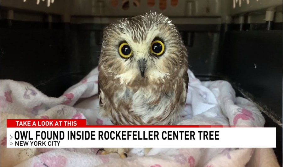 Upcoming Disney+ Short based on Rocky the Rockafeller Center Christmas Tree Owl