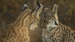 The Iberian lynx is back from the brink of extinction, thanks to conservation efforts