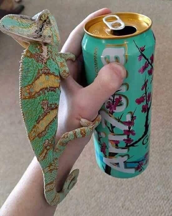chameleon clinging to hand that also holds an arizona iced tea can - chameleon and can are matching shades of blue and brown