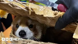 Red panda found in luggage at Bangkok airport