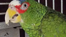 A 'potty-mouthed parrot' is up for adoption. 300 people came forward for the cursing conure.