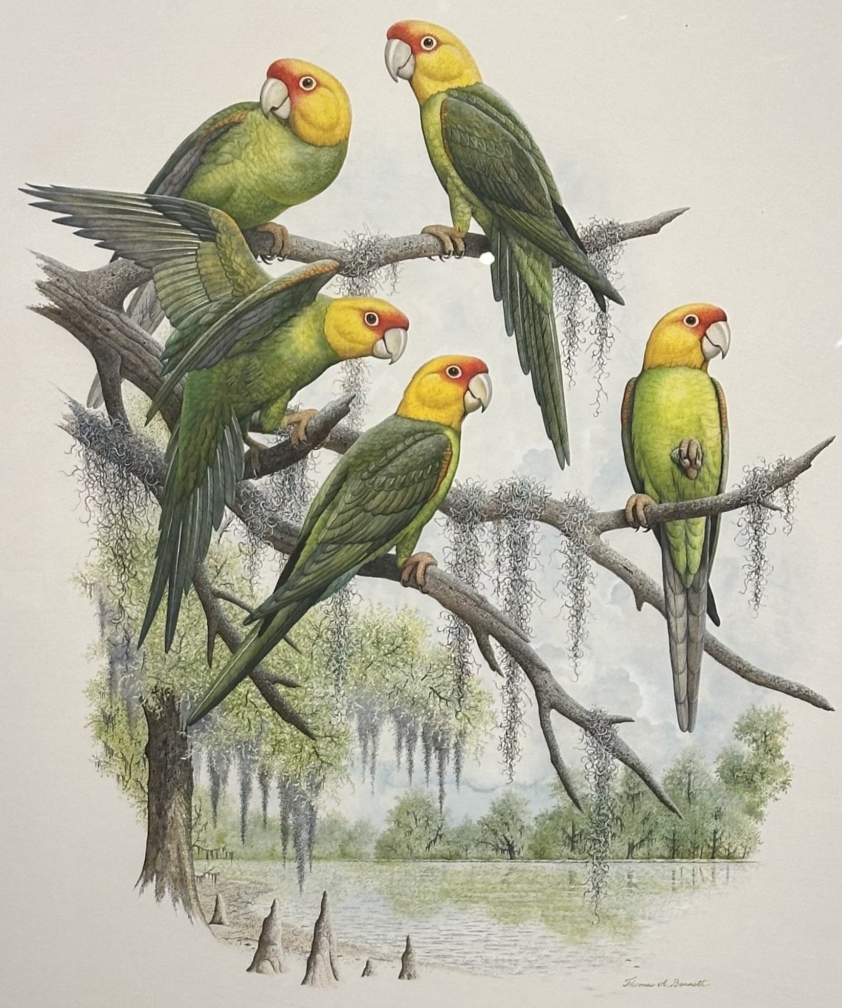 Carolina Parakeets by Thomas A. Bennett