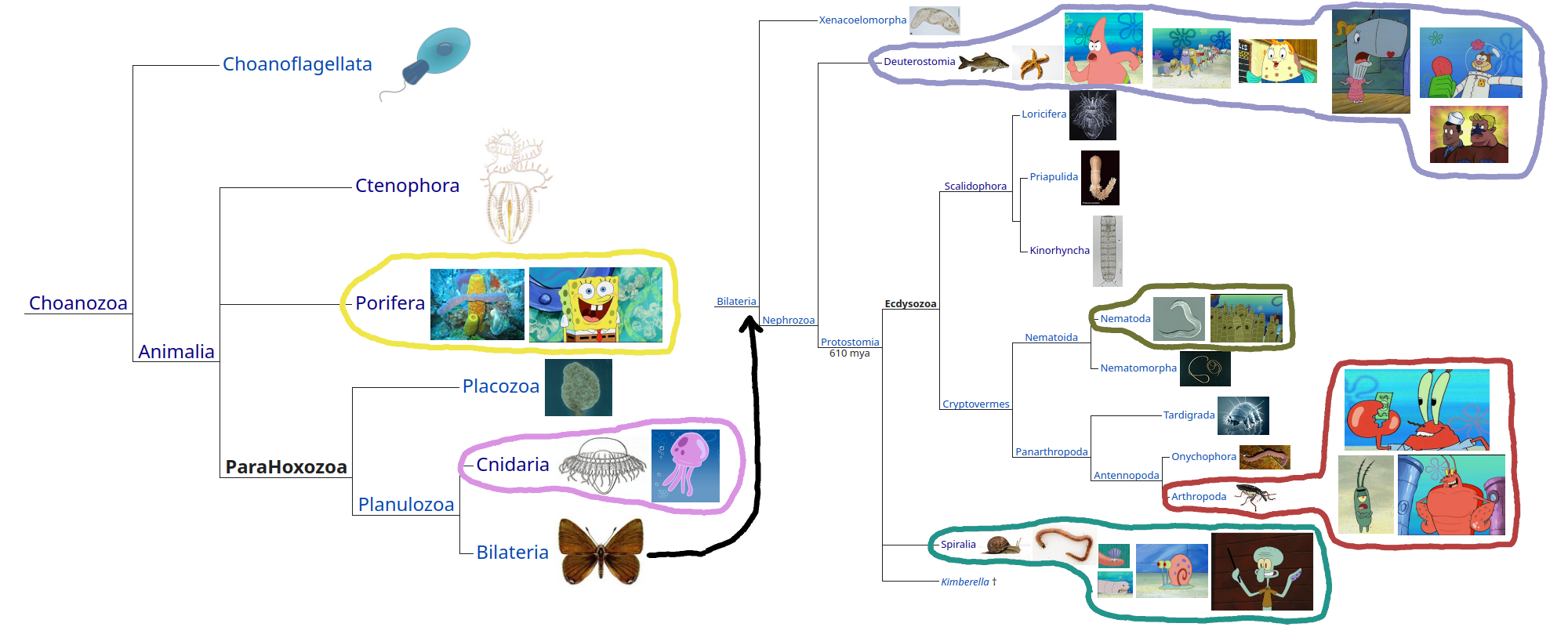 Zoomed-out SpongeBob tree of life