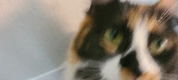 Blurry picture of a cat