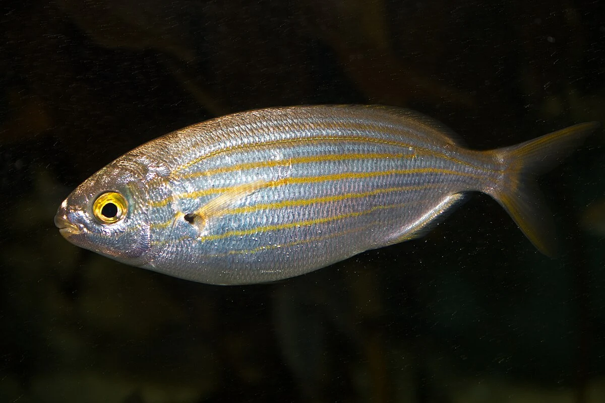 Salema porgy - Wikipedia