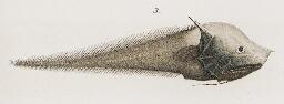 Bony-eared assfish - Wikipedia