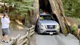 Man Damages 2,500-Year-Old Tree By Driving Nissan Armada Through It | Carscoops