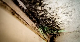 As Corporate Landlords Spread, a Mold Epidemic Takes Root