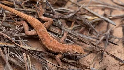 New endangered listing for rare lizard could slow oil and gas drilling in New Mexico and West Texas