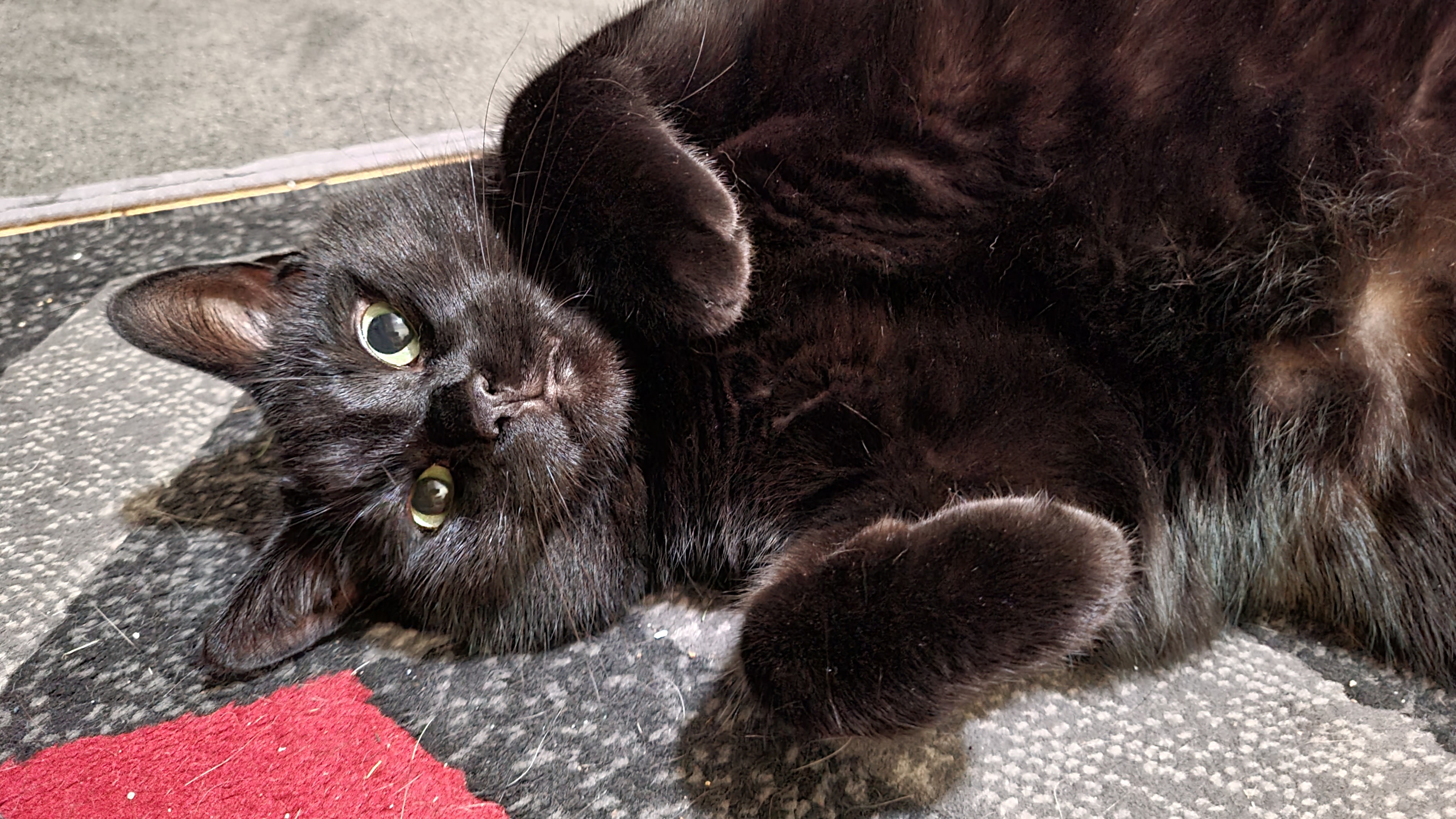 A black cat working it hard for some belly rubs