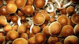 How psilocybin, the psychedelic in mushrooms, may rewire the brain to ease depression, anxiety and more | CNN