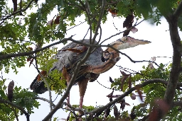 Purple Heron hiding in the trees - Lemmy.world