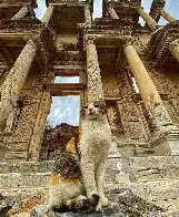 Cat in the ruins of Ephesus, Turkiye