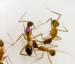 Ants perform amputations to save injured nestmates