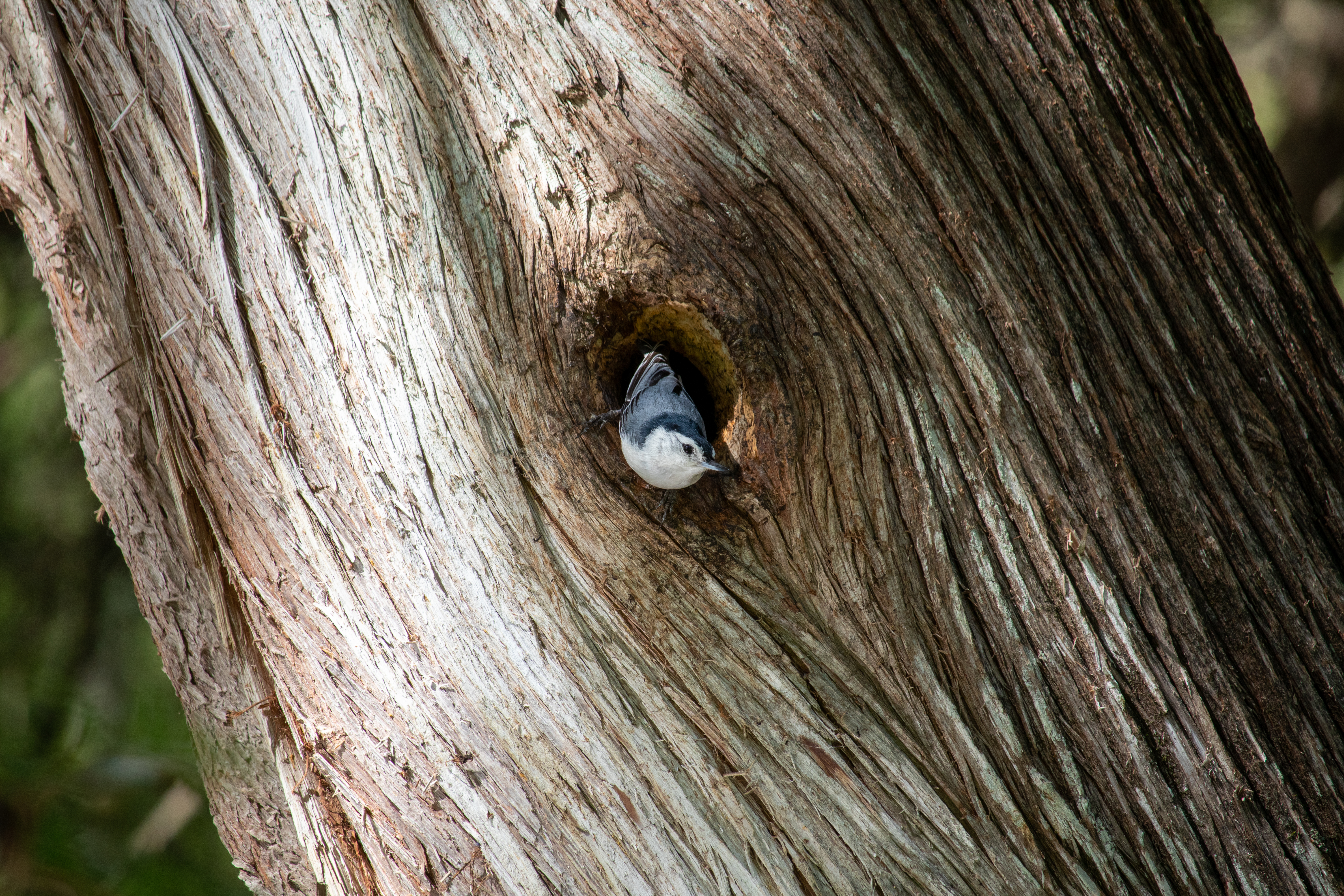 White Breasted Nuthatch Looking Out Its Front Door