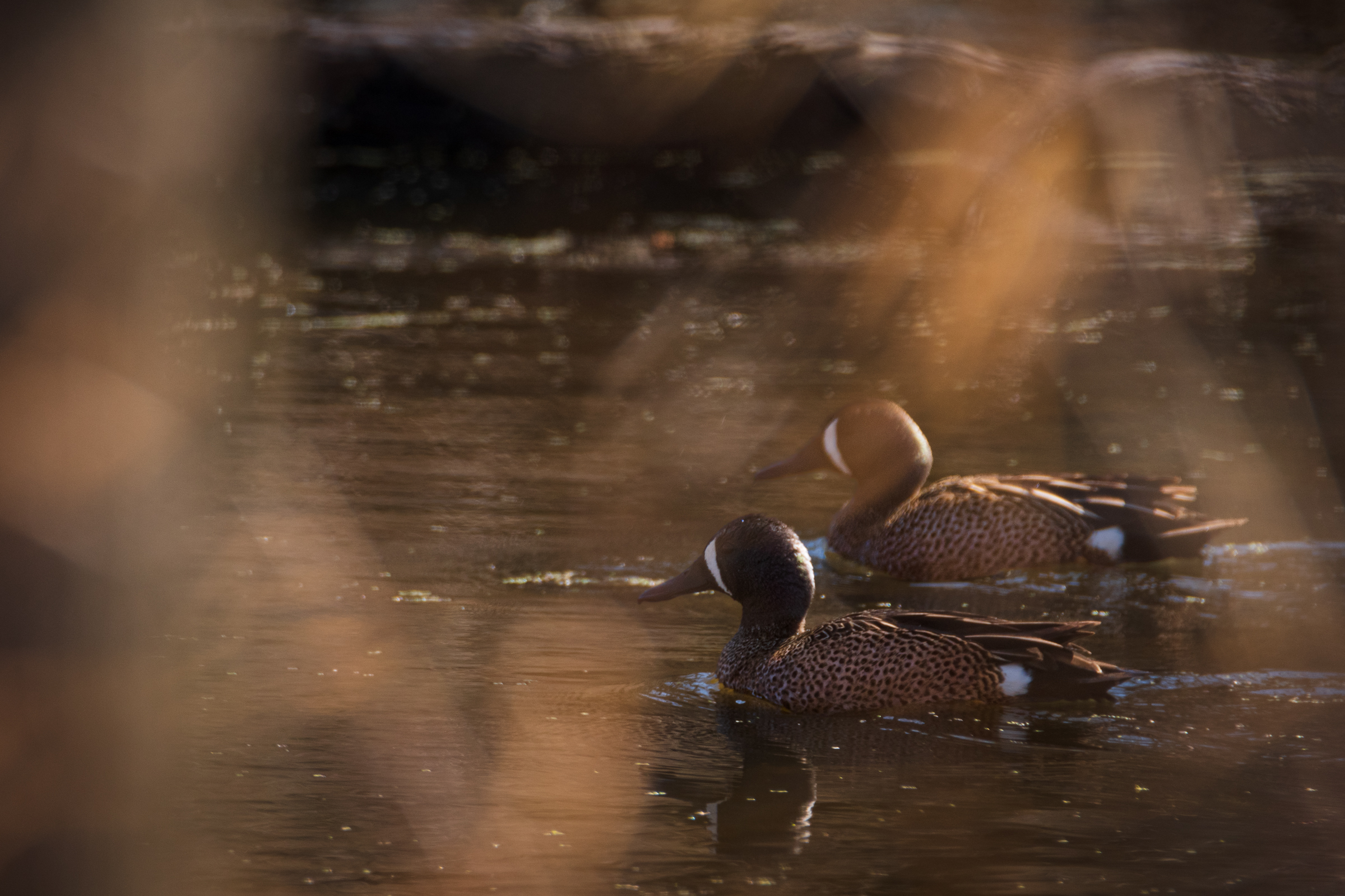 Blue winged teals, Wisconsin, April 2022