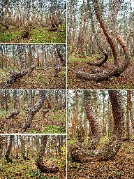 Crooked Forest - Wikipedia