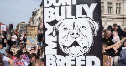 Dog breed bans are about human prejudice — not the dogs