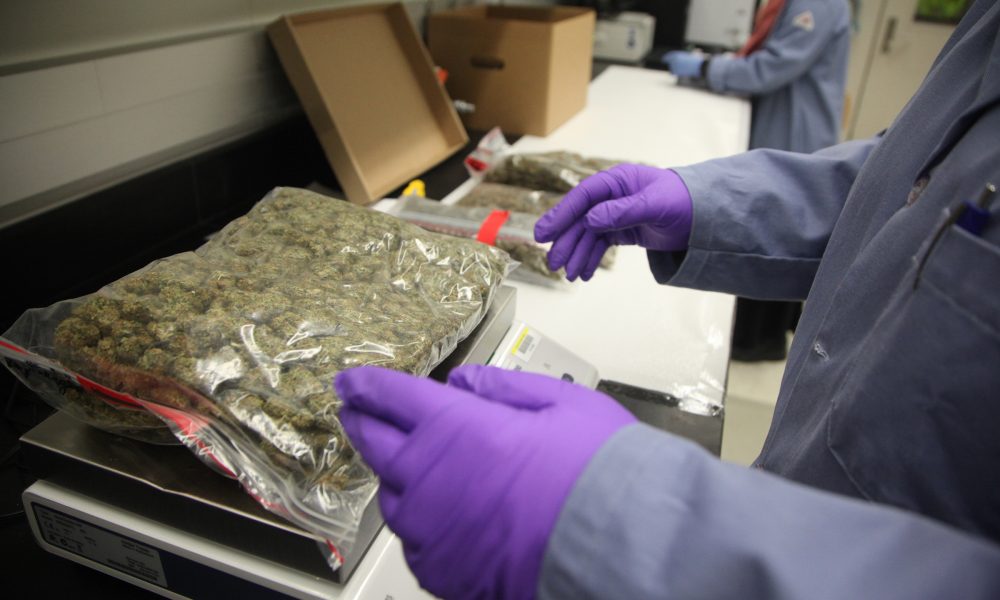 New FDA Documents Look Back On 50 Years Of Marijuana Research While ...