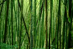 The Remarkable Benefits of Bamboo in Fighting Climate Change