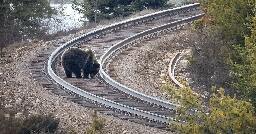 Drunk Grizzlies Keep Getting Hit By Trains In Montana