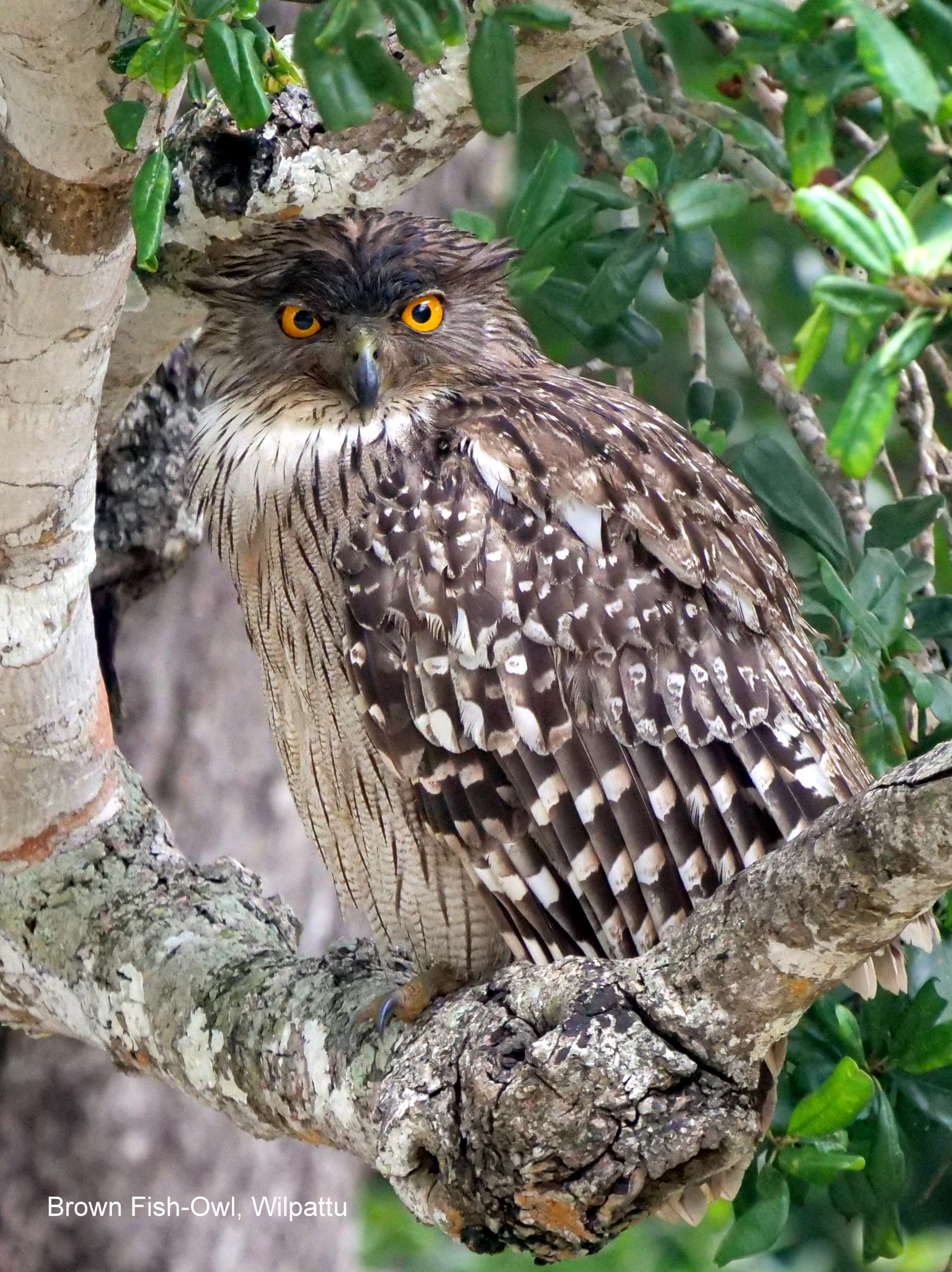 Brown Fish Owl