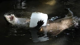 Frozen treats, cold showers and lots of ice; Florida zoo works to protect animals from summer heat