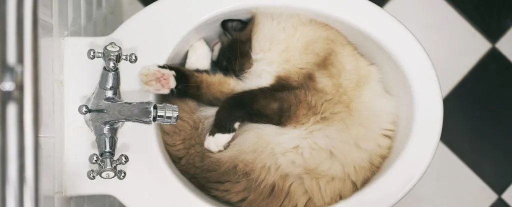 Cats Basically Are a Liquid After All, Study Confirms