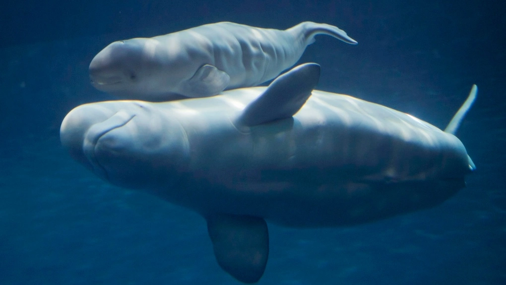 Manitoba researcher helps uncover secrets of beluga whale communications