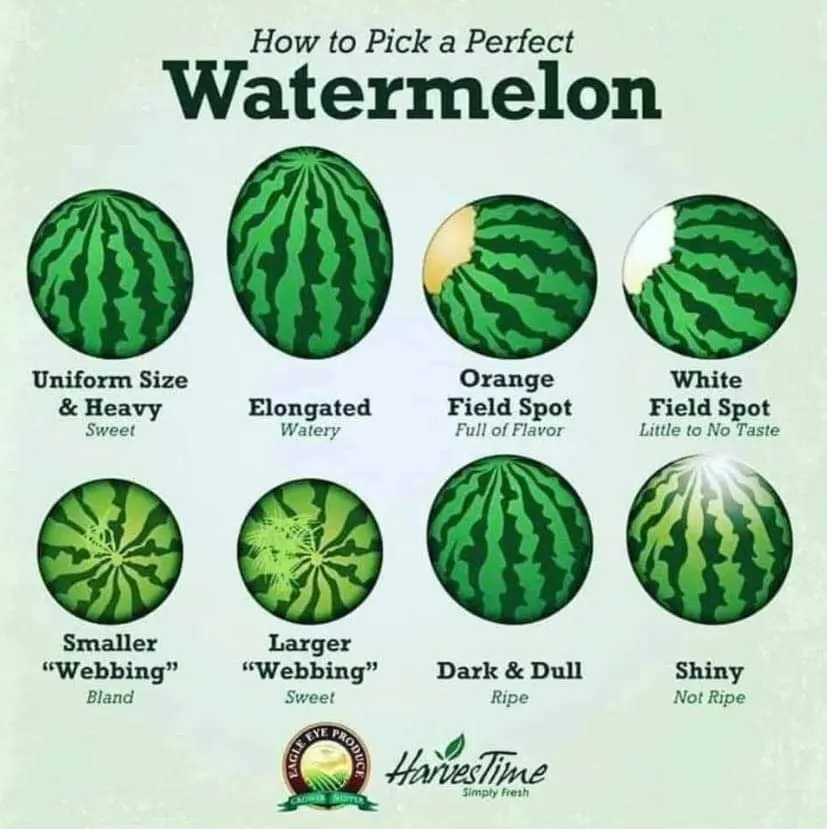 Watermelons rule