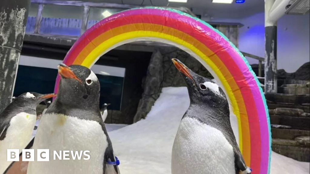 Sphen the penguin, one half of gay 'power couple', dies age 11