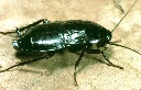 BigBlackCockroach