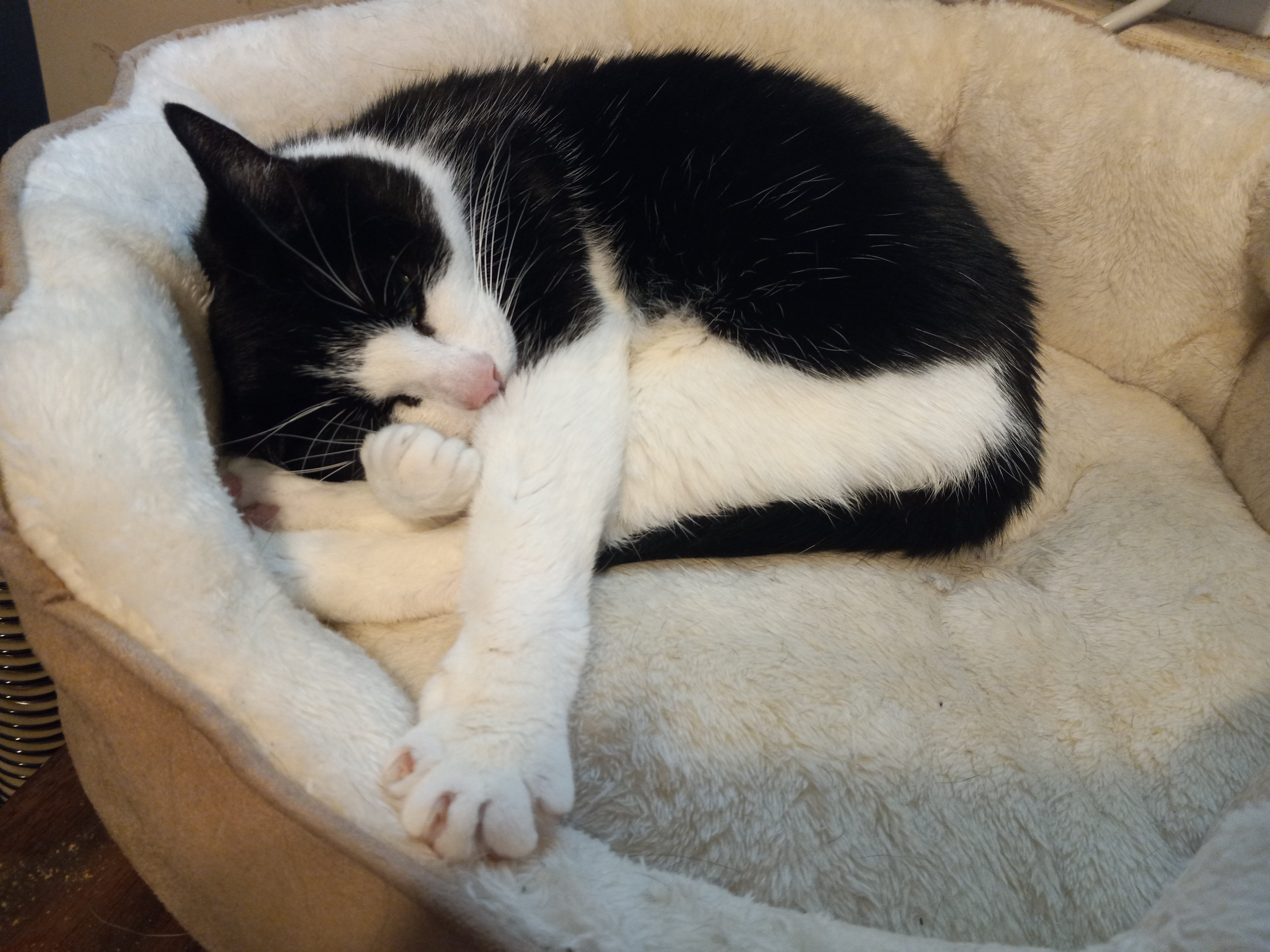 black cat in a white fuzzy bed