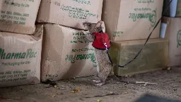 Giant Rats In Tiny Vests Trained To Sniff Out Illegally Trafficked Wildlife