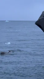 A walrus chased away Russian tourists and blew a hole in their boat near Franz Josef Land.