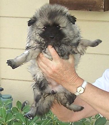 keeshond puppy being held up
